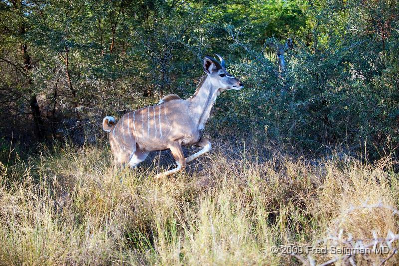 20090614_165246 D3 (1) X1.jpg - Greater Kudus, although relatively slow, are great jumpers and can jump quite high from a stopped position